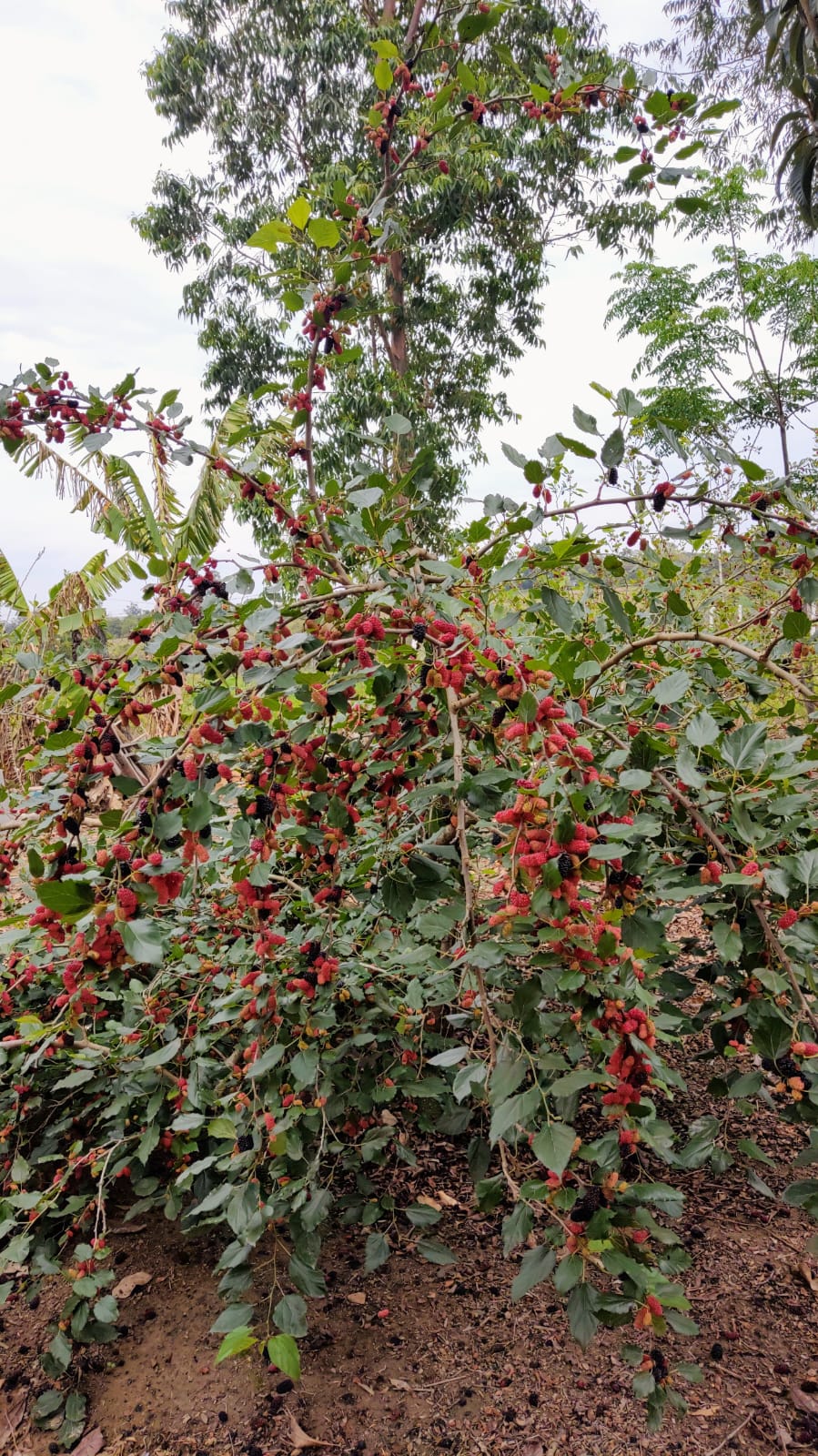 Sítio no Jardim da Graminha - Tiengo - A sua imobiliária em Limeira