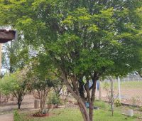 Sítio no Jardim da Graminha - Tiengo - A sua imobiliária em Limeira